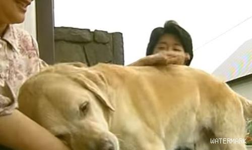 相隔11年在回家 导盲犬不曾忘记照顾它的家人