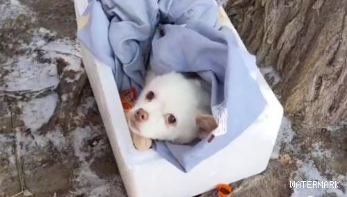 黑龙江：12岁老狗被抛弃，获救时狗狗直勾勾地看着救它的大姐，不知心里想着啥