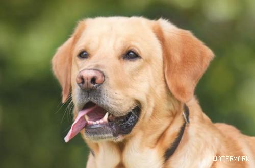 狗狗得了胰腺炎究竟能有多疼？这几种狗狗最非常容易得，要当心！