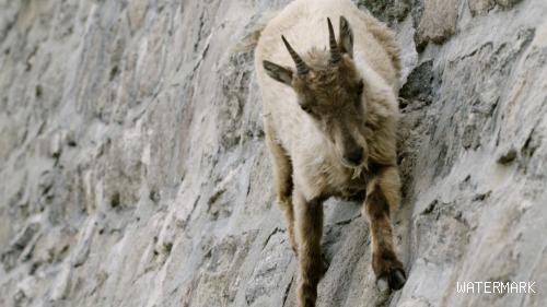 山羊的蹄子又钝又硬，却能爬上崖壁，究竟是怎么做到的？