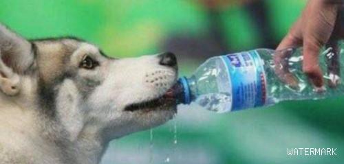 狗狗能喝矿泉水吗？狗狗喝矿泉水会出问题吗？