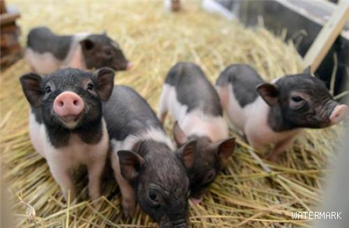 饲喂烯丙孕素时母猪舍的环境对发情率的影响