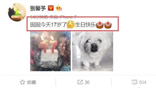 张馨予给狗狗过17岁生日，网友：背后的故事太感人了！
