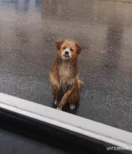 男子在工地上养了一只流浪狗，得知工人离开时，狗狗站在雨中送别！