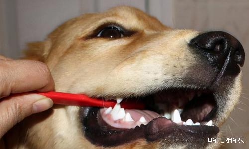 如何通过牙齿估算狗狗的年龄？从狗狗的牙齿数量来看