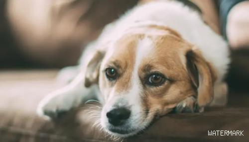 狗狗被蜱虫咬以后的伤害？都有哪些伤害？
