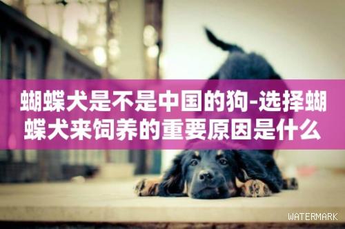 蝴蝶犬是不是中国的狗-选择蝴蝶犬来饲养的重要原因是什么