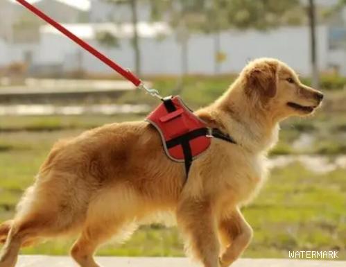 如何训练狗狗外出时，定点大小便？