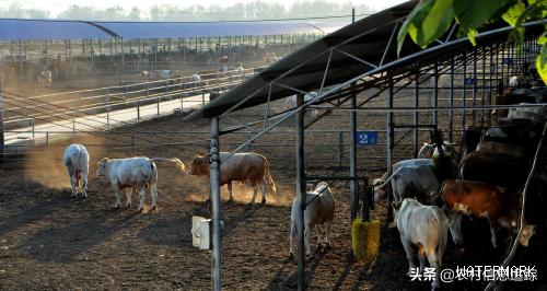 农村大型养牛场现状，还值得大规模养殖吗？要考虑好风险