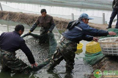 泥鳅养殖有哪些风险？人工养殖一亩泥鳅的成本与利润计算