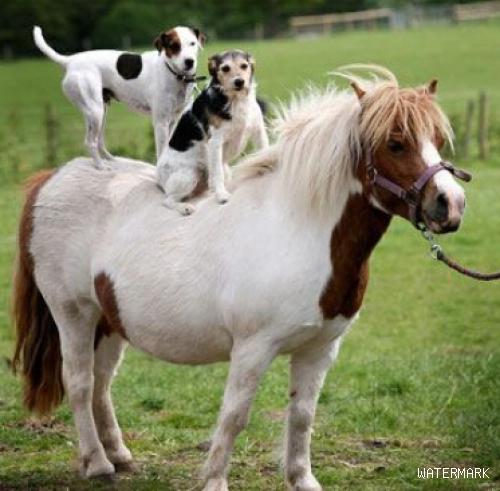 狗狗酷爱骑马 吸引大批群众特地前往其家来观看