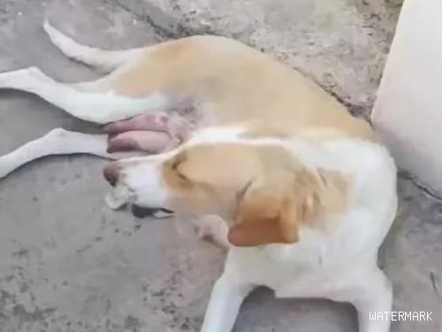 狗母亲躺在马路边喂母乳，一看它的狗宝宝居然并不是狗，实情令人打动！