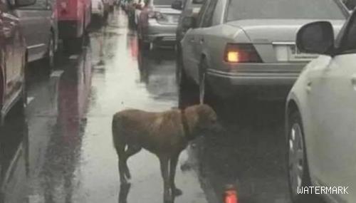 雨中堵车，狗狗挨个车子趴窗户往里看，知道原因后十分感动