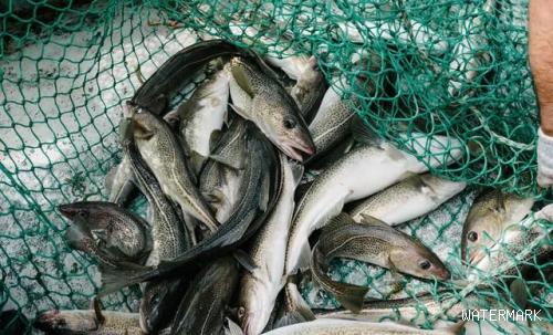 大西洋鳕鱼价格多少钱一斤(淡水鱼堪比鳕鱼)