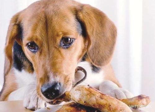 狗狗可以吃骨头吗？要注意哪些地方？