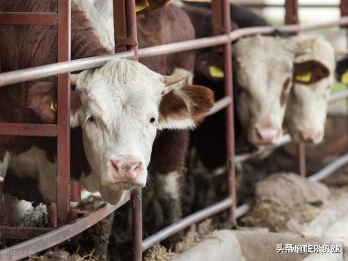 牛犊掉价至8000元一头，现在入行养牛能赚钱吗？