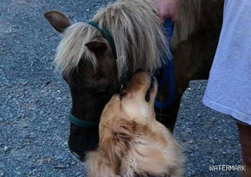 金毛狗狗为解救小马驹，刚正不阿每日陪着它锻练，主人家见后深感高兴