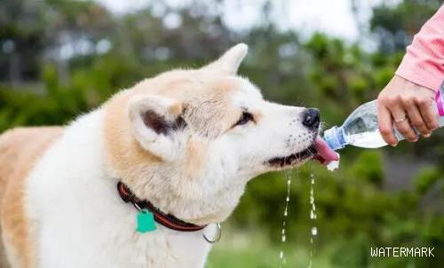 狗狗忽然“大量喝水”，背后的实情你需要留意