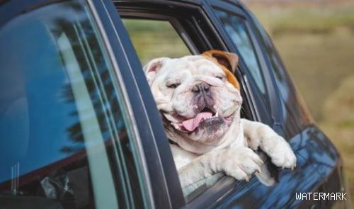 驾车带狗狗去玩，却造成紧急事件，交通出行前该掌握哪些小常识？