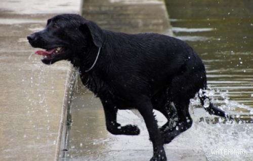 家狗虽会狗刨，但仍需避开溺亡风险性，狗狗：游得不太好，留意救我