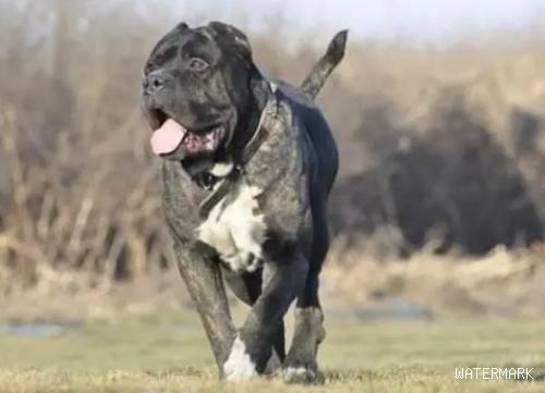世界十大猛犬排行榜