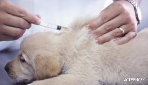 狗狗注射疫苗后没效果，狗狗疫苗免疫失效是什么原因？
