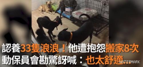 养了33只狗被投诉，可工作人员进屋一看非常惊讶：这也太舒适了吧！