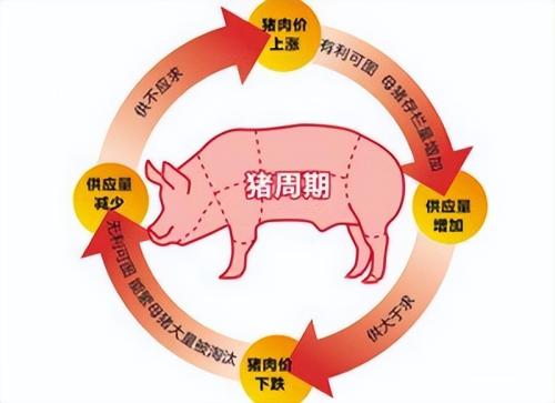 7月13日：猪价、猪肉“持续大涨”，啥情况？3个逻辑预期上涨空间