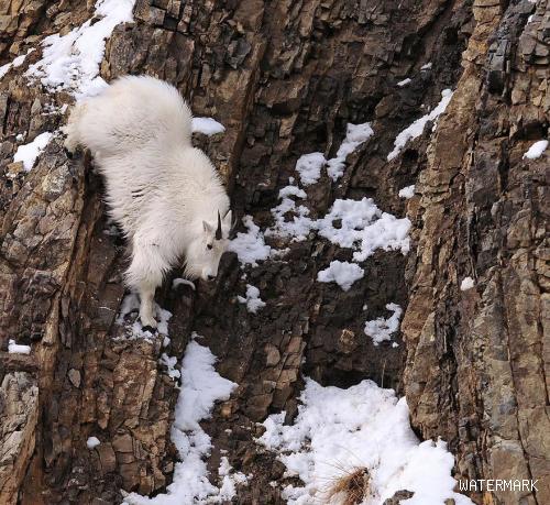 山羊的蹄子又钝又硬，却能爬上崖壁，究竟是怎么做到的？