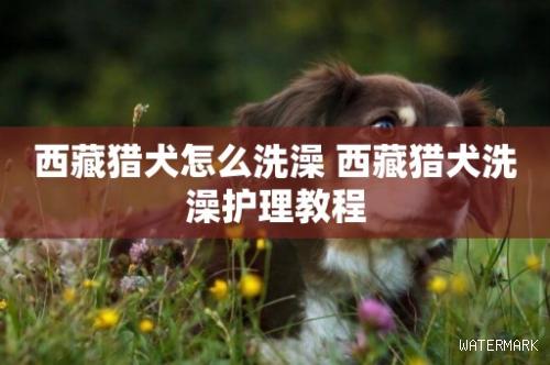 西藏猎犬怎么洗澡 西藏猎犬洗澡护理教程