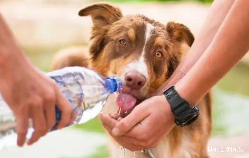 狗每天需要多少水？