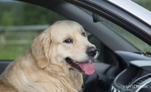 狗狗喜爱在车里等吗？粗心大意，很有可能造成狗狗送命