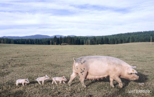 如何降低母猪异常淘汰?控制两大疾病即可