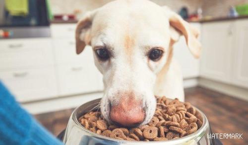 狗狗每日吃许多物品，依旧很瘦？可能是这4个缘故！