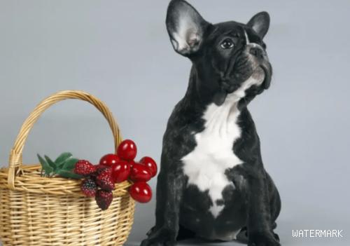 狗狗能吃哪些水果？科谱狗狗能吃的新鲜水果