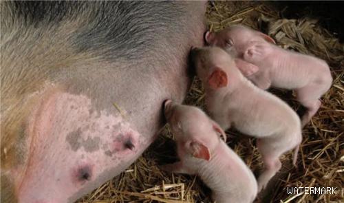 猪场怀孕母猪可以驱虫吗？会造成母猪流产吗？