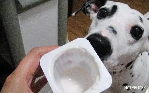 宠物医生：带有木糖醇的酸奶狗狗一口都不能喝！