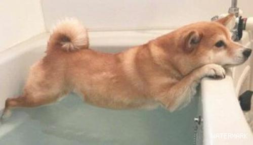 傲骄柴犬讨厌洗澡，被逼无奈只能使绝技
