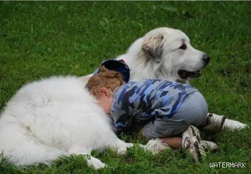 狗和人的感情 | 狗与人的感情，或许比人与人更深！