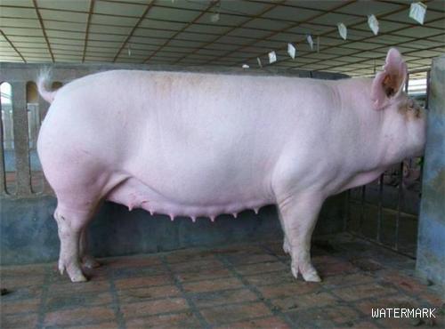 种猪群要有即定的母猪淘汰方法，老外在淘汰母猪方面是如何做的?