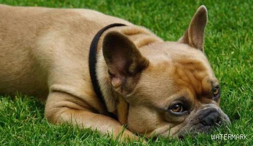 是什么原因会造成狗狗呕吐？狗狗呕吐能够吃小宠物肠胃宝调养吗？