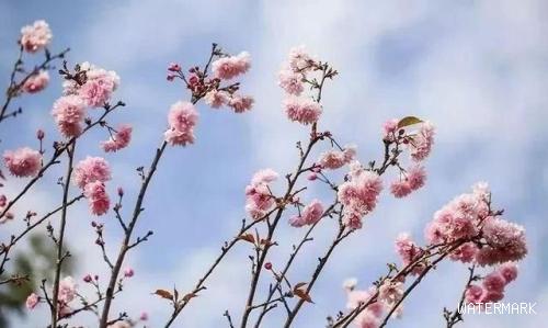 深圳有哪些赏樱花的地方,必玩攻略原来深圳也可以赏樱花