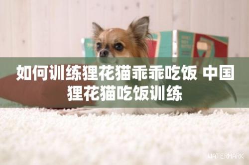 如何训练狸花猫乖乖吃饭 中国狸花猫吃饭训练