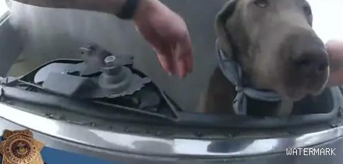 美国一汽车着火狗狗被困，警察砸破玻璃救狗