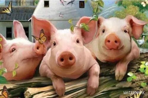 农业农村部正式宣布！多少养猪人没想到，这一天提前到来