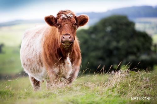 经过200年育种的短角牛，牛肉细嫩肉汁丰富，世界各地的人都爱吃