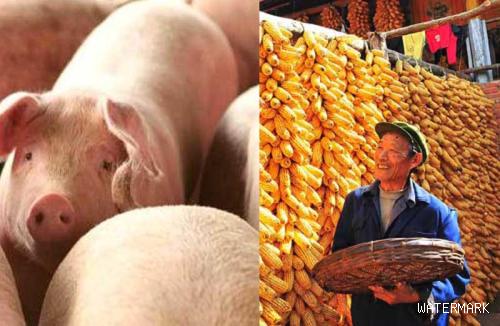 猪价、粮价预警！7月12日生猪、玉米、小麦价格更新，涨跌分化