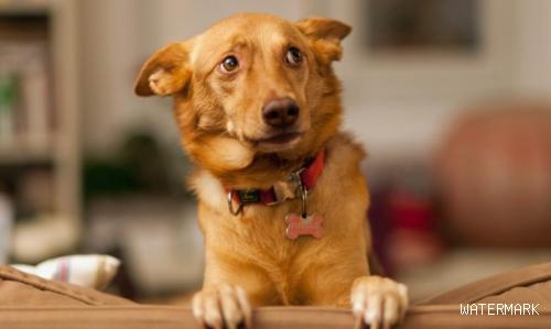 小狗心脏病有哪些病症？狗心血管衰老会发生哪些状况？