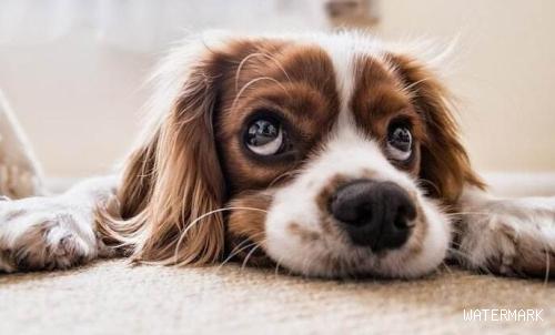狗狗得了焦虑忧郁症怎么办？