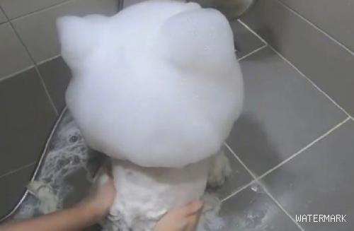 主人给狗狗洗澡时，给它弄了个超大型的狗头造型设计，狗：我头变变大？